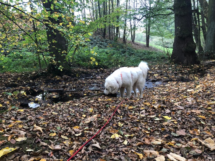 … und trinkt im kleinen Bächlein