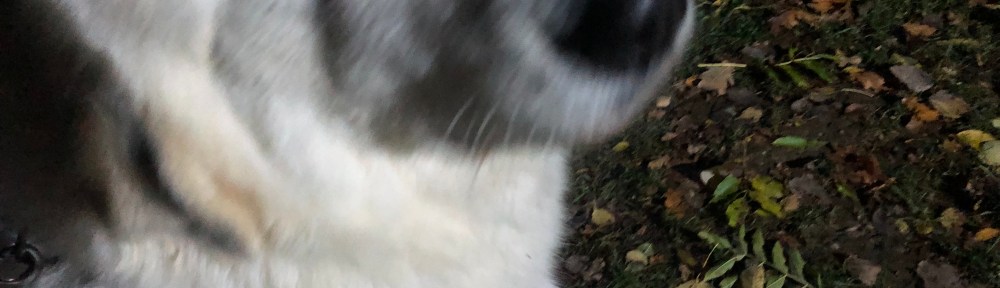 Die Bella auf dem Trainingsplatz