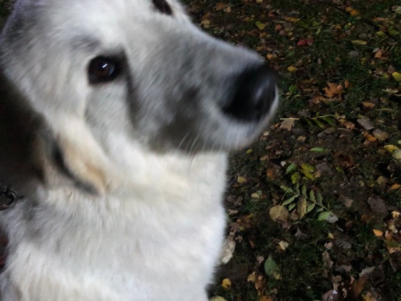 Die Bella auf dem Trainingsplatz