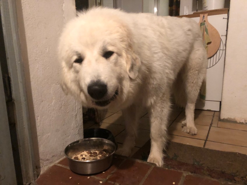 Fühstücksfuttern