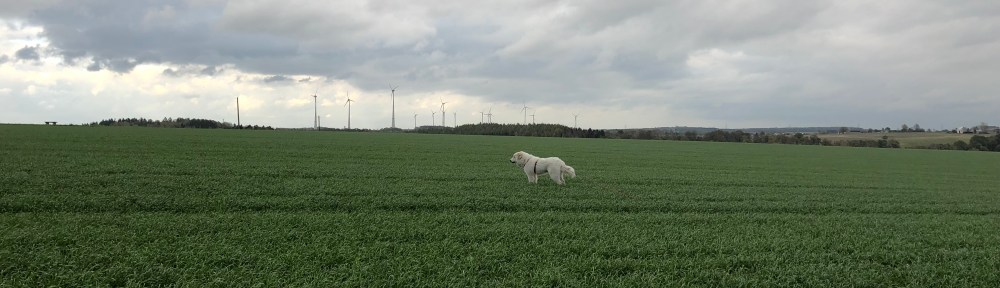 Die Bella auf dem großen Feld …