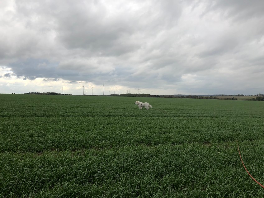 Die Bella auf dem großen Feld …