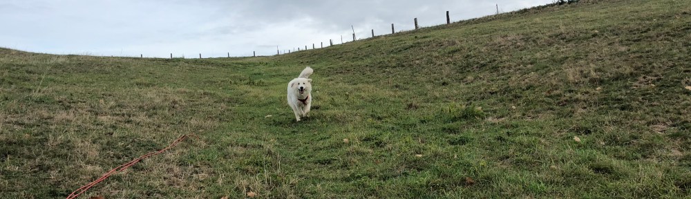 Ich bin die Wiesenflitzer-Bella!