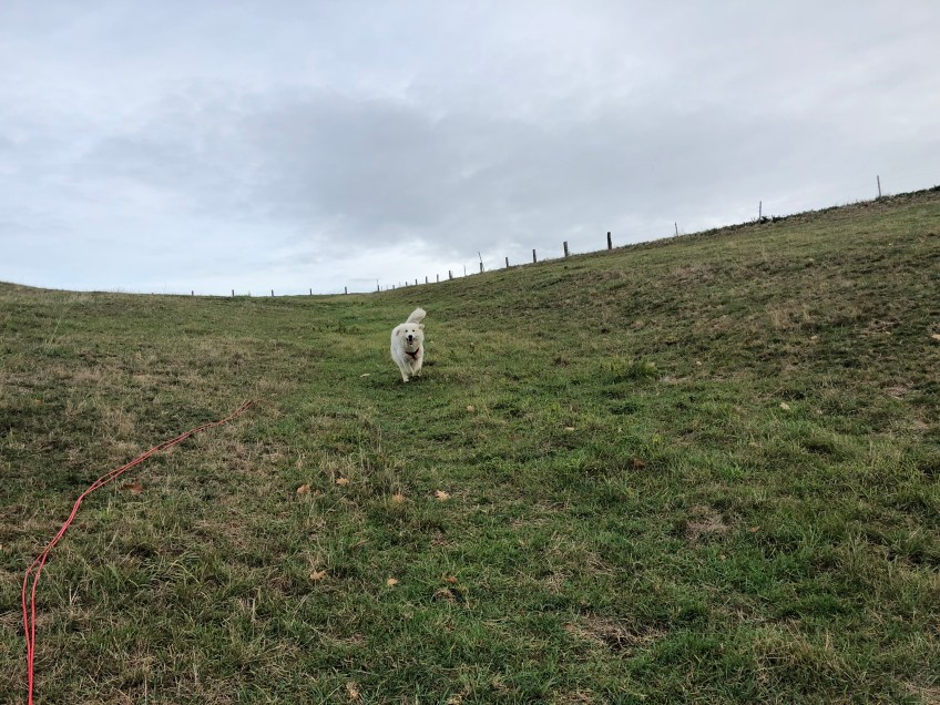 Ich bin die Wiesenflitzer-Bella!