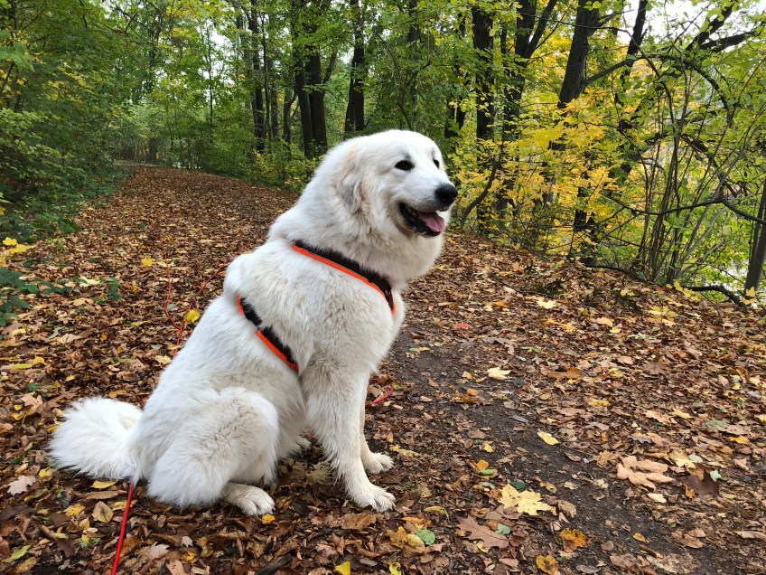Herbstspaziergang
