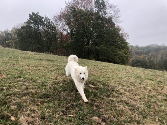 ACHTUNG! Pyri kommt geflogen!