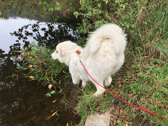 Schönster Pyripops der Welt!
