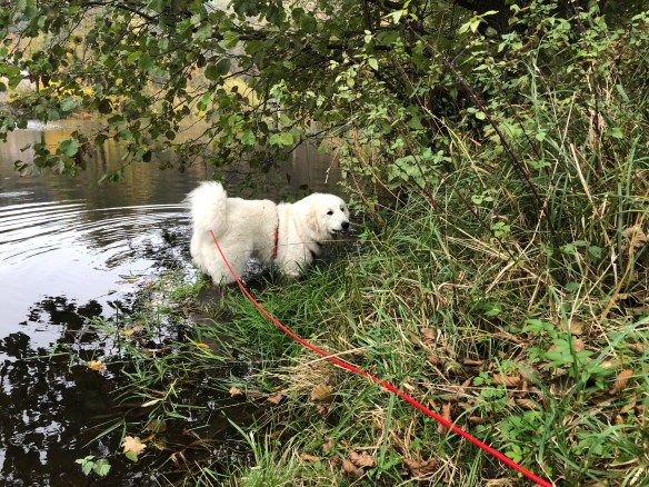 Die Bella geht baden