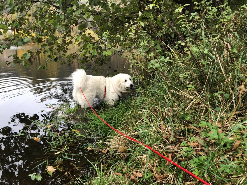 Die Bella geht baden