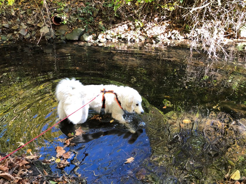 Nochmal baden im Gottesaubach