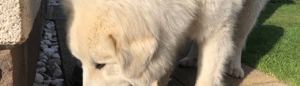 Die Bela frühstücksfuttert!