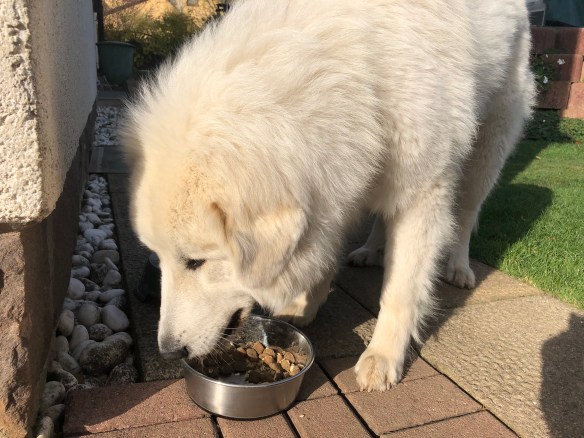 Die Bela frühstücksfuttert!