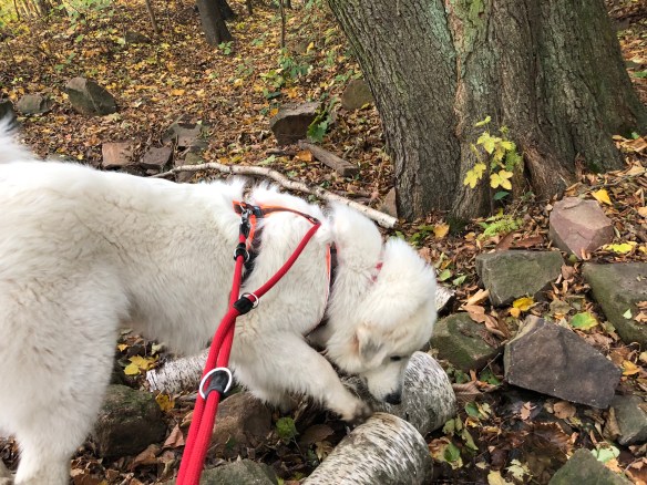 Die Bella am kleine Wasserfall