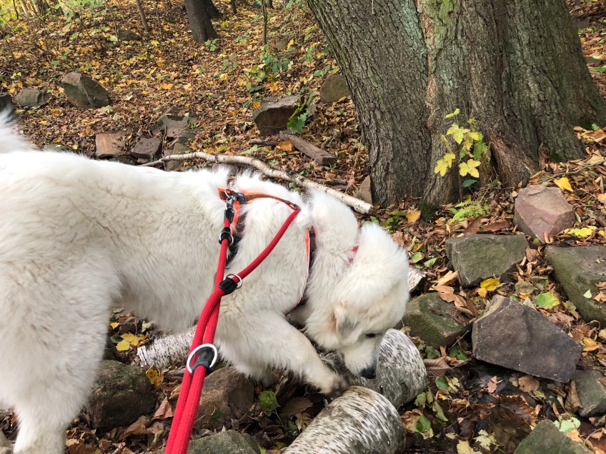 Die Bella am kleine Wasserfall