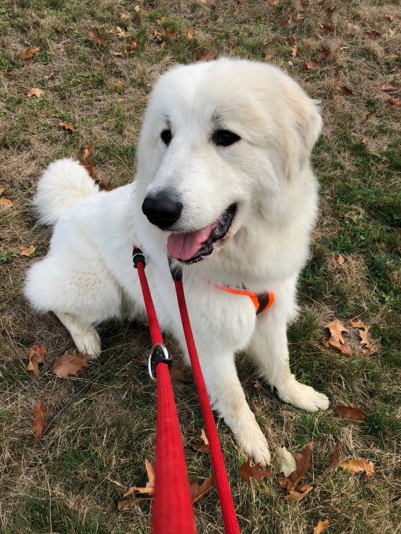 Brave Pyriprinzessin