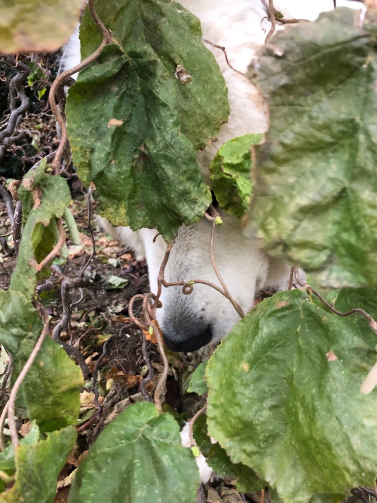 Die Bella hilft bei der Gartenarbeit