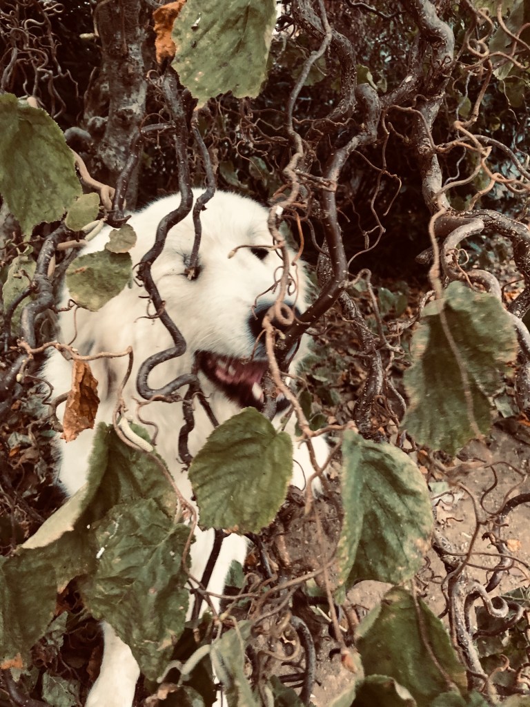 Ich mache gerne Gartenarbeit