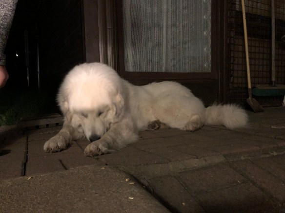 Gleich geht die Bella schlummern