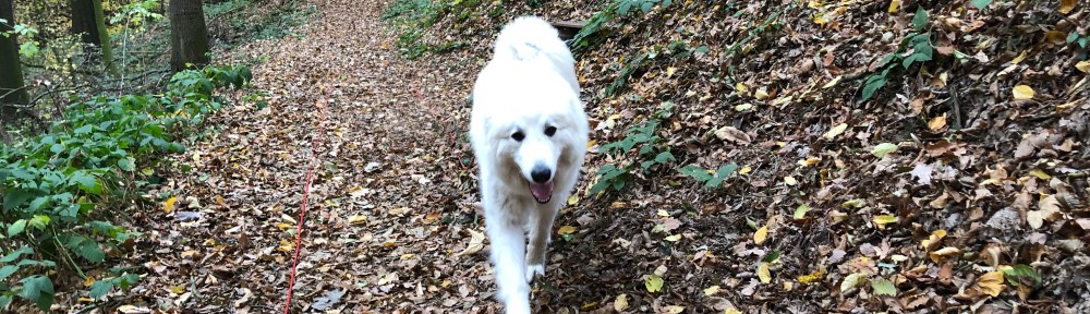 Die Bella geht im Herbstwald spazieren