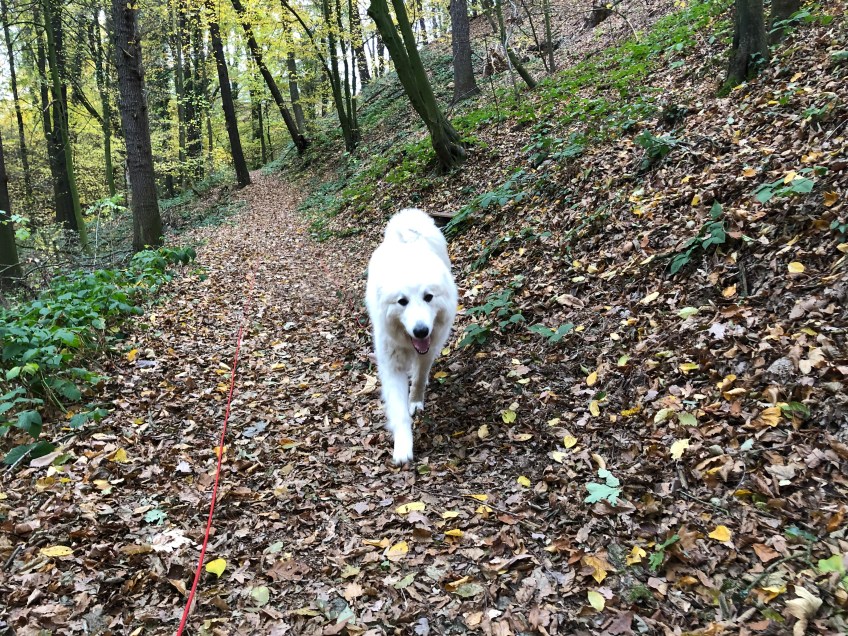 Die Bella geht im Herbstwald spazieren