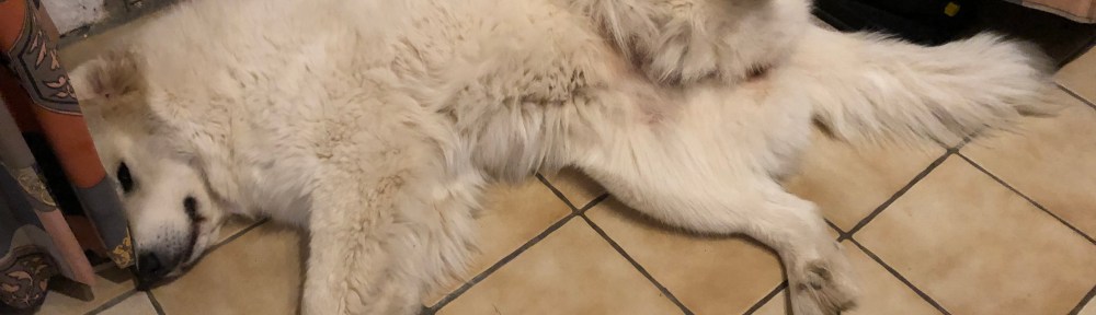 Pyribäuchlein kraulen, bitte!