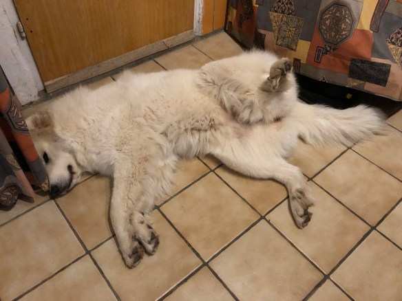 Pyribäuchlein kraulen, bitte!