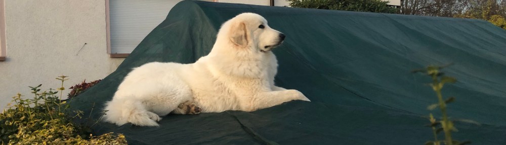 Die Bella bewacht ihren Garten