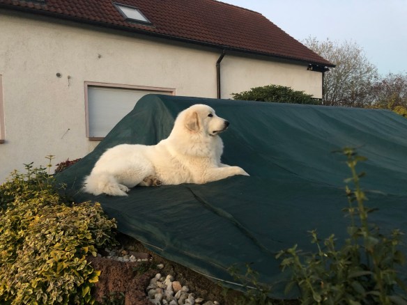 Die Bella bewacht ihren Garten