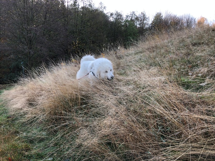 Morgenspaziergang im hohen Gras