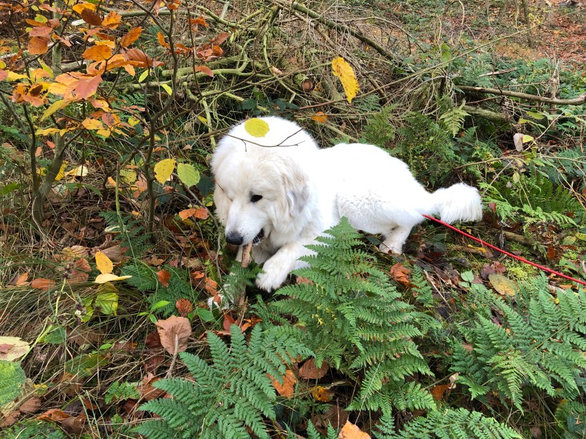 Die Bella hat ein Stöckchen