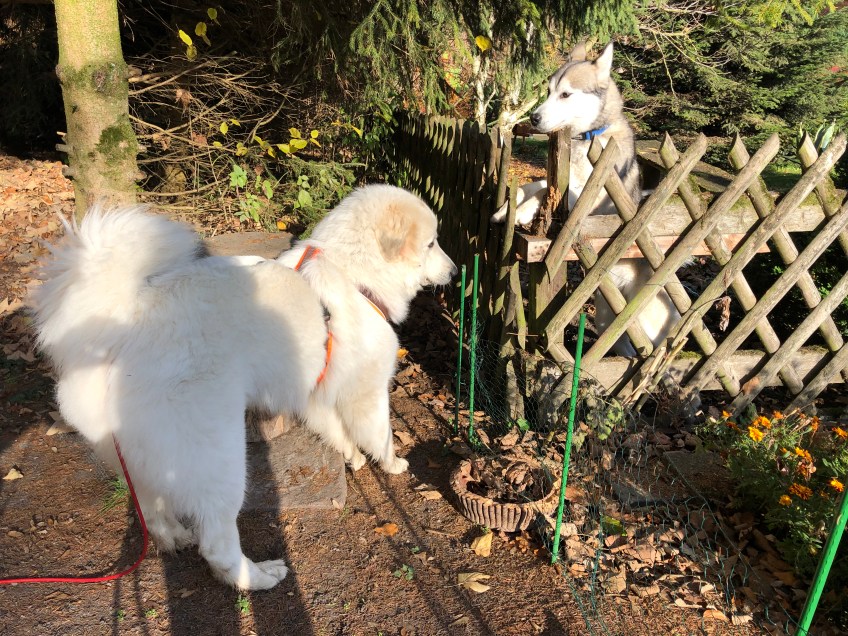 Die Bella hat einen neuen Freund