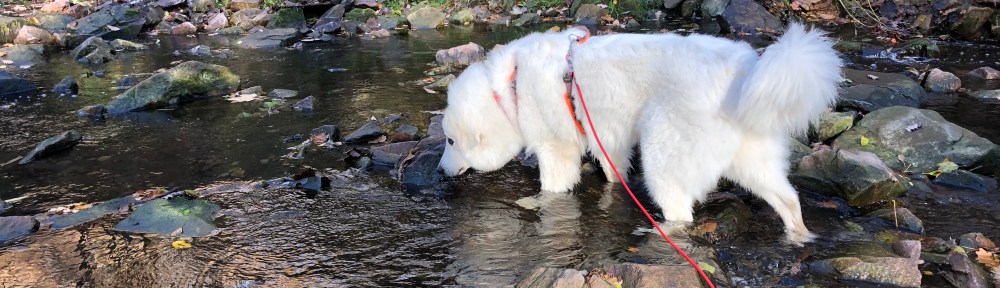 Pfötchen kühlen und trinken