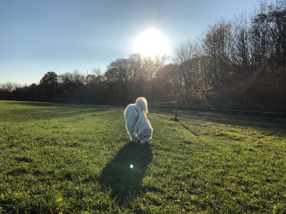 Die Bella scnuffelt auf ihrer großen Feldwiese