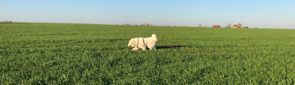 Die Bella schlendert übers Feld