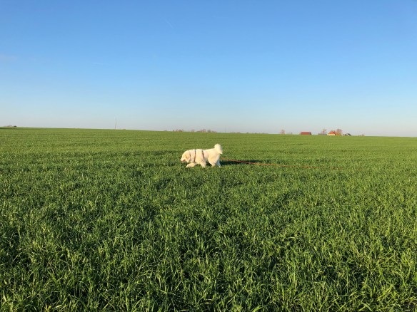 Die Bella schlendert übers Feld