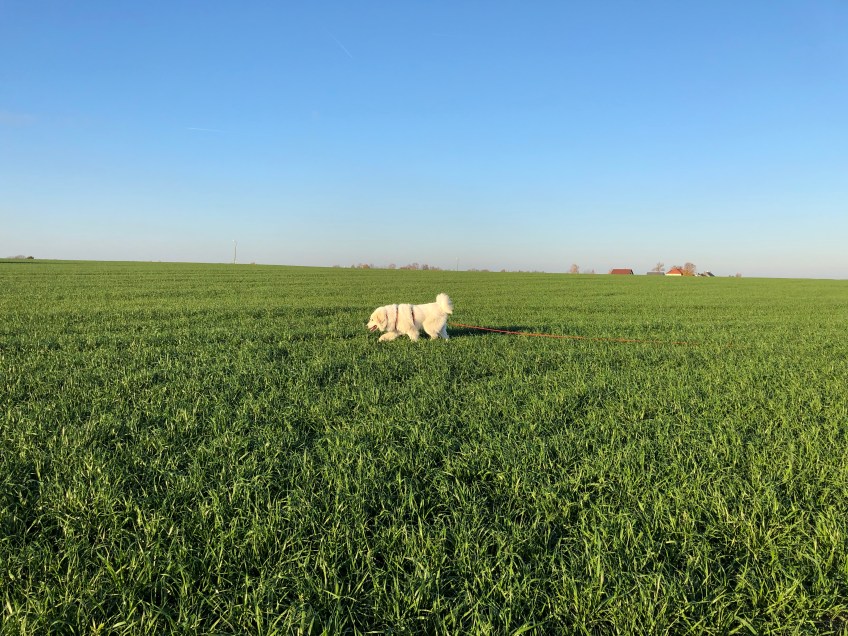 Die Bella schlendert übers Feld