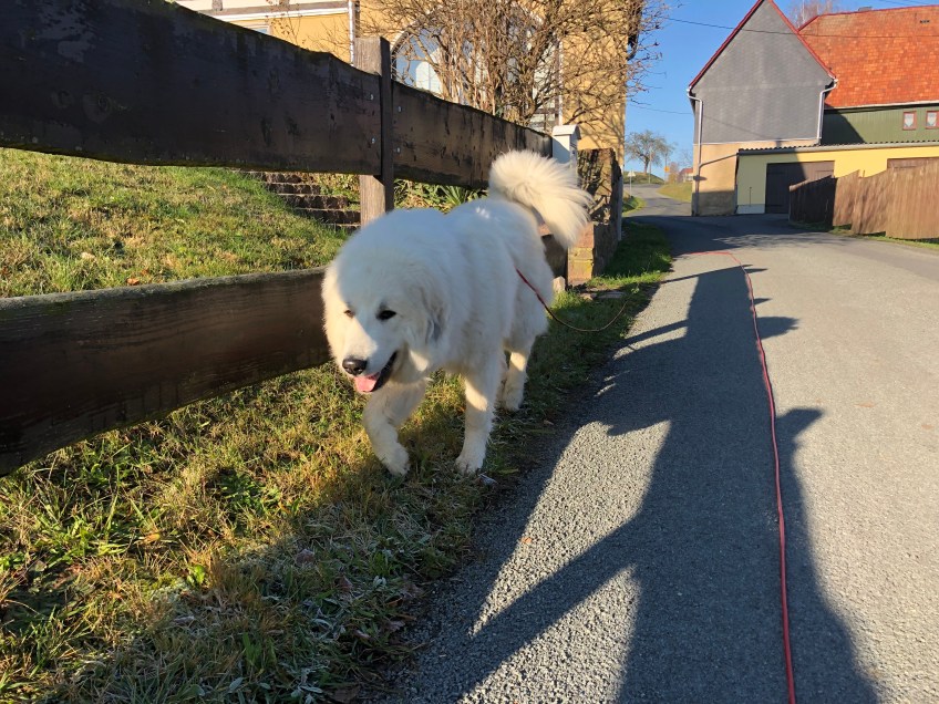 Die Bella macht ihren Morgenspaziergang