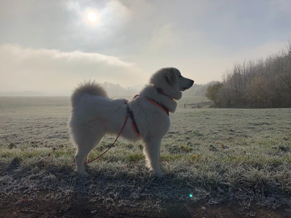 Die Bella macht einen Sonntagsspaziergang