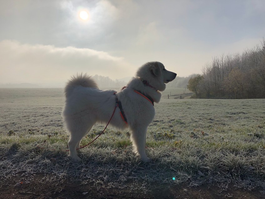 Die Bella macht einen Sonntagsspaziergang