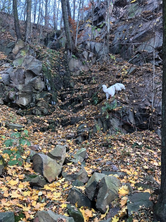 … am Wasserfall kann die kleine Berghündin richtig am Berg klettern. Durch ganz hohes Herbstlaub.