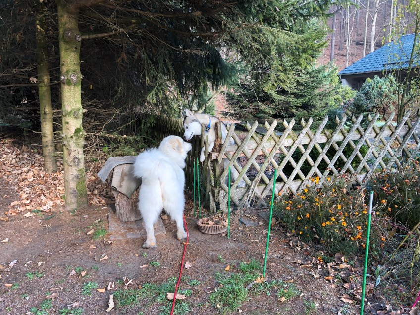 … bis zu meinem Freund, dem Husky.
