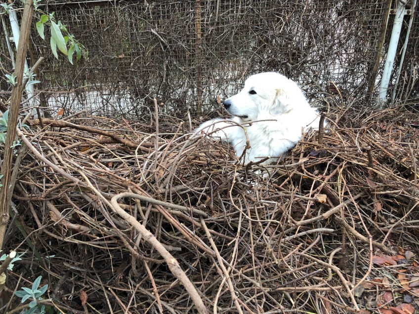 Die Bella hat ein Weinholznest