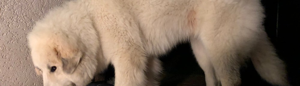 Die Bella futtert ihr Abendfutter