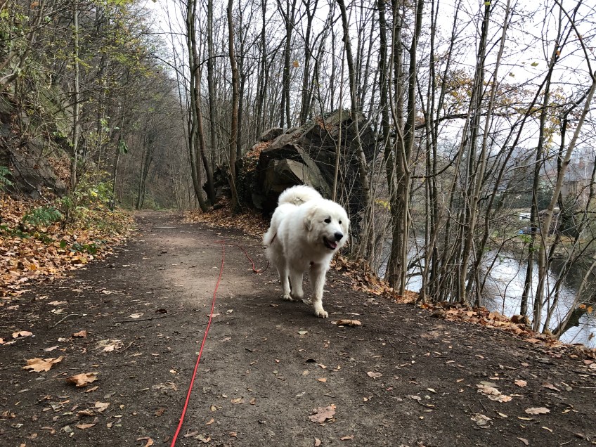 Die Bella auf dem Wanderweg am großen Fluß mit dem komischen Namen