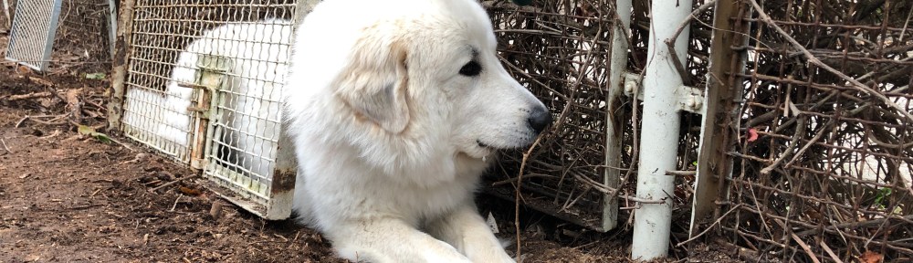 Die Bella baut jetzt einen Zaun