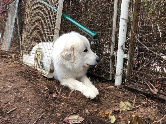 Die Bella baut jetzt einen Zaun