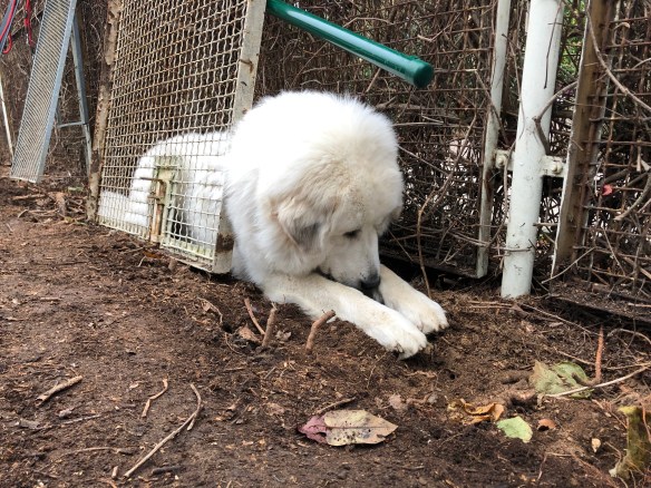 Das ist mein kleines Zelt