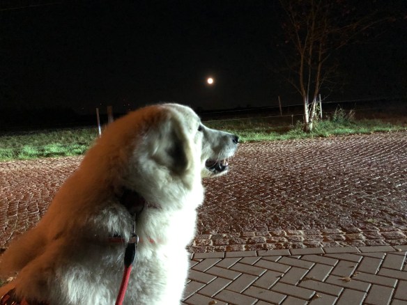 Die Bella und der Mond