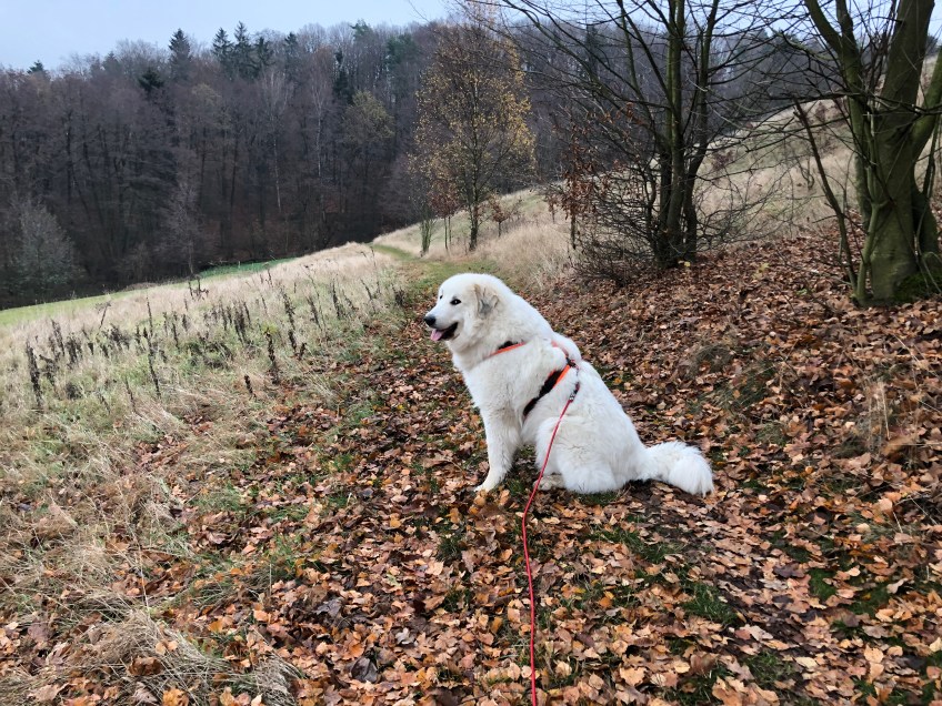 Pause an der großen Wiese
