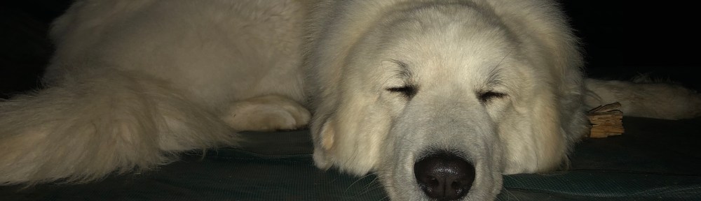 Guten Morgen! Ich bin die Bella.